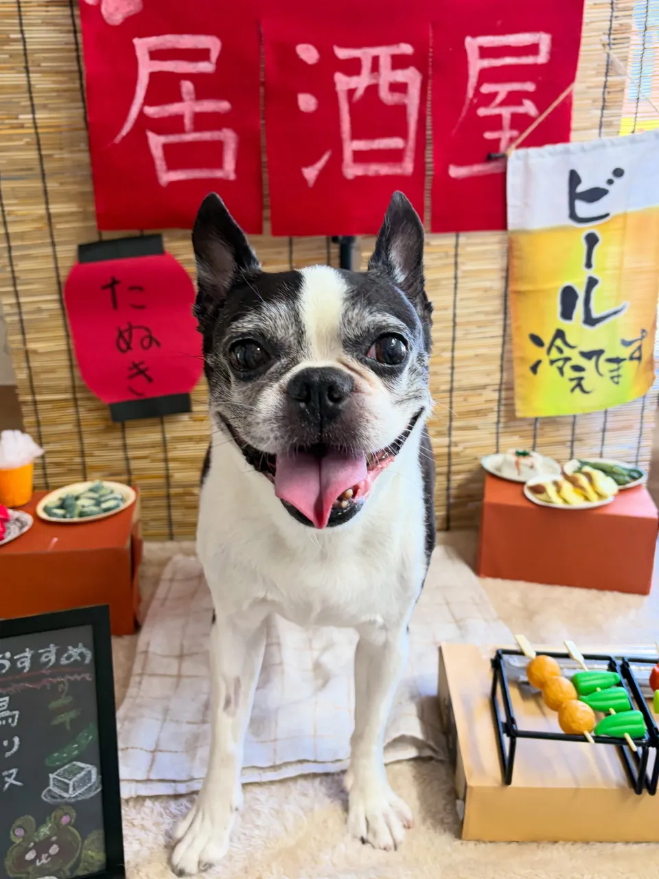 🍃9/30のトリミング🍃ボストンテリア🐶|名東区・千種区・守...
