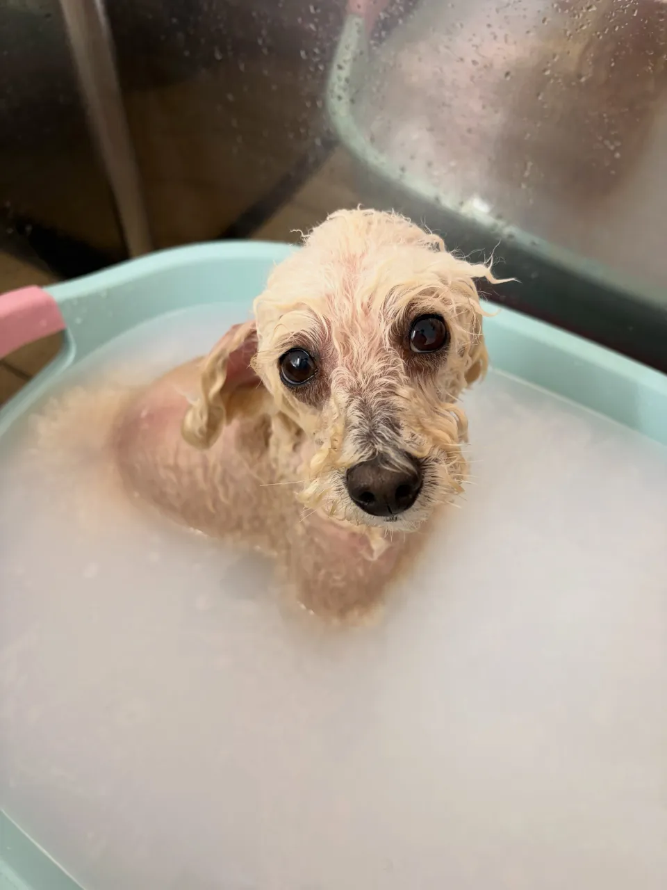 🍃9/30のトリミング🍃プードル🐶|名東区・千種区・守山区の...