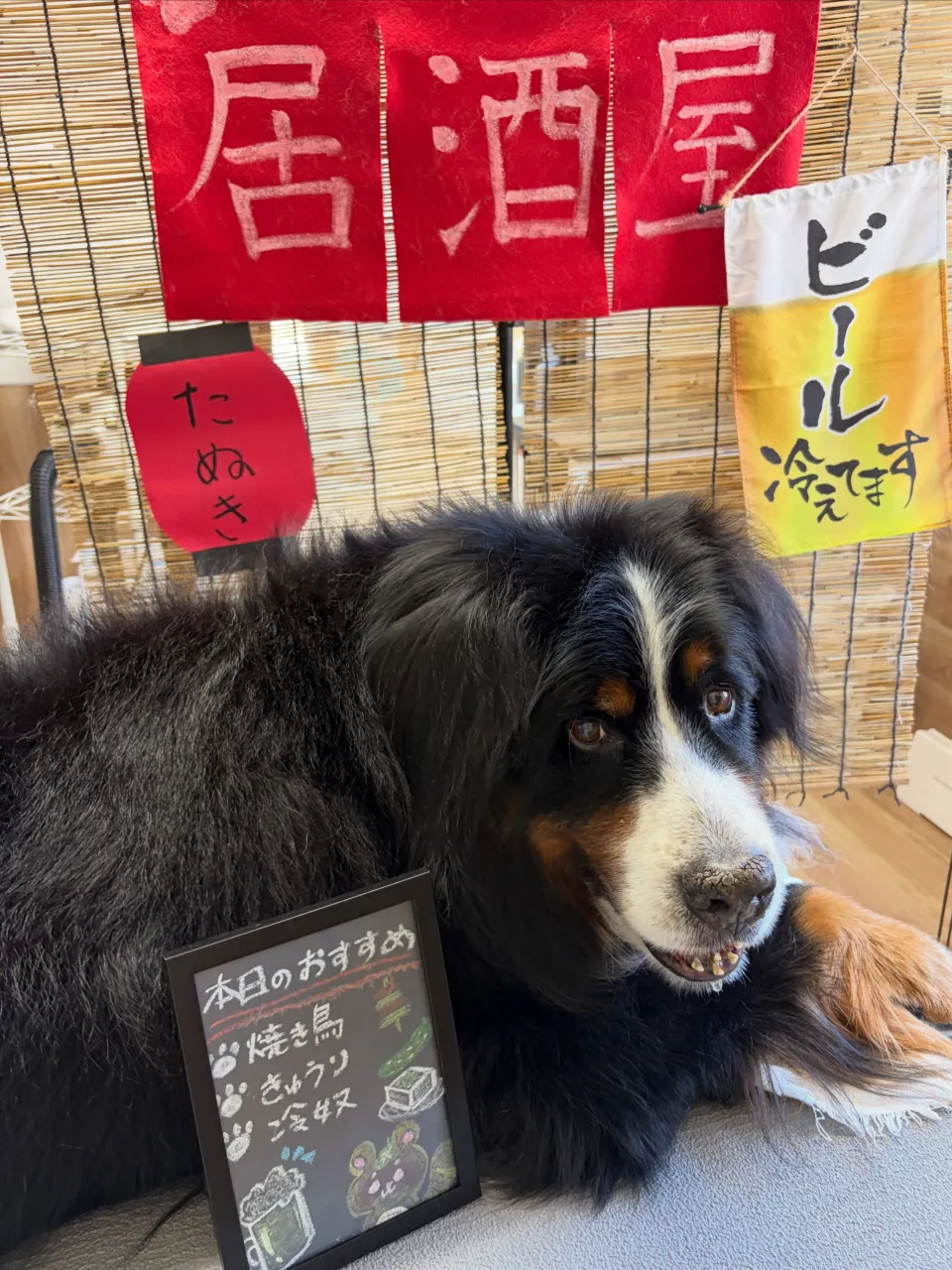 🍃9/30のトリミング🍃バーニーズマウンテンドッグ🐶｜名東区...