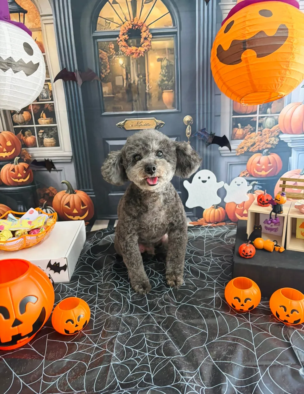 🍃10/2のトリミング🍃プードル🐶ミックス犬🐶|名東区・千種...