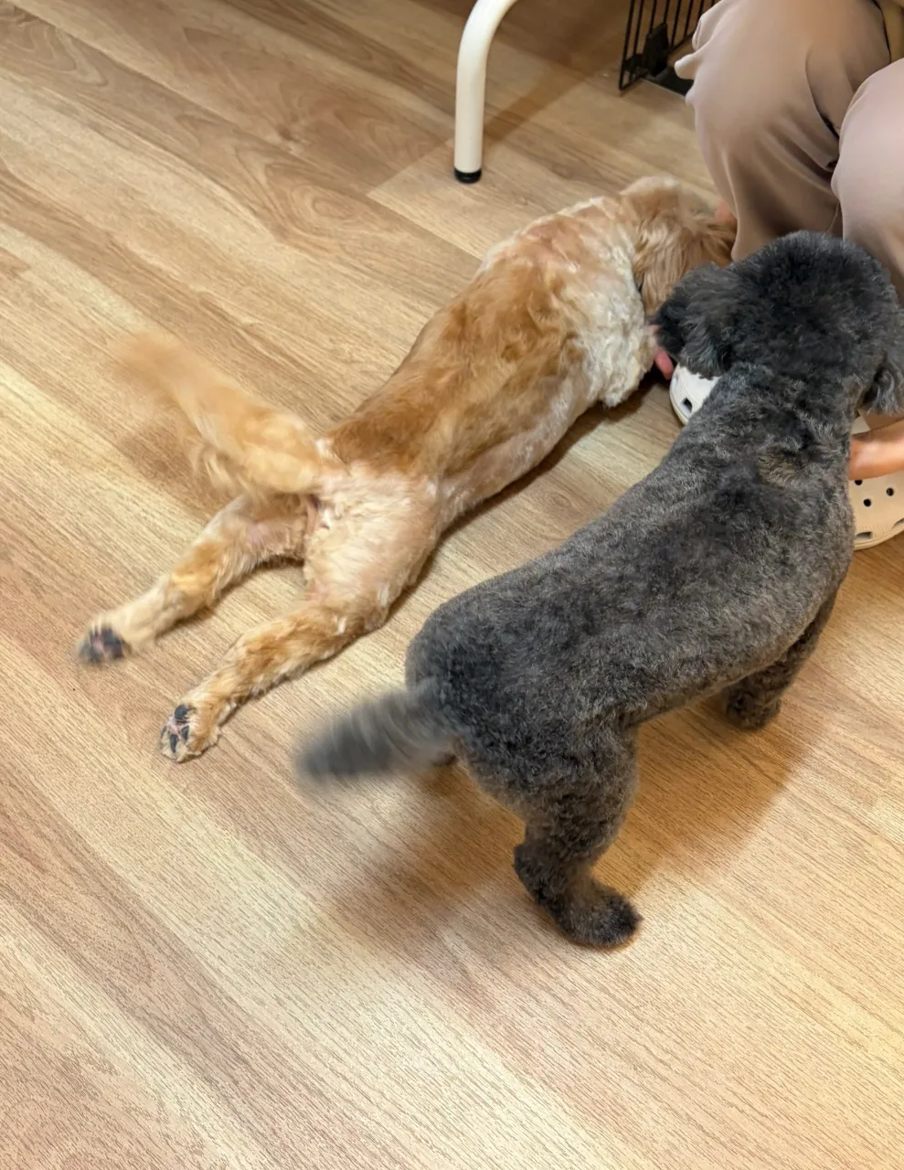 🍃10/2のトリミング🍃プードル🐶ミックス犬🐶|名東区・千種...