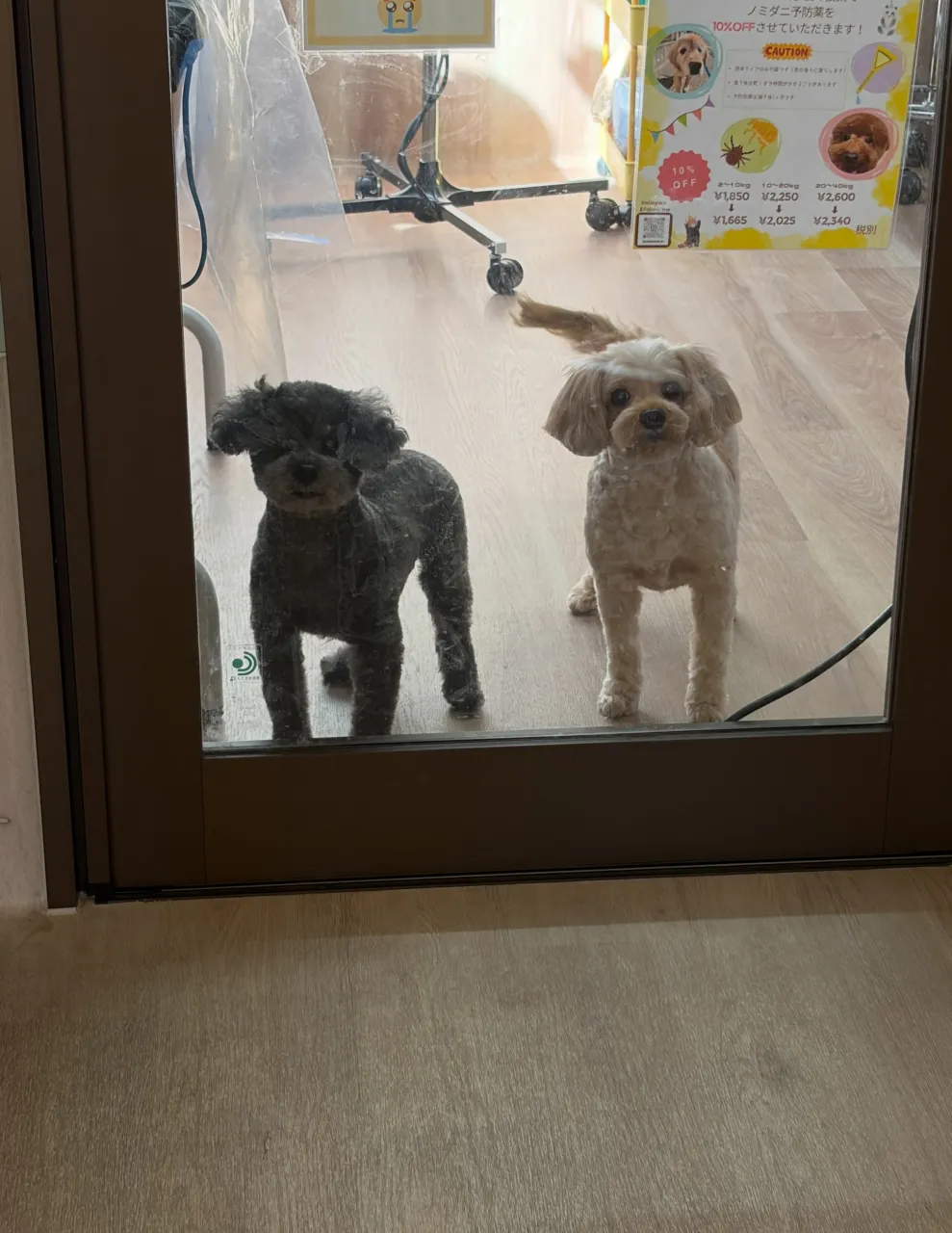 🍃10/2のトリミング🍃プードル🐶ミックス犬🐶|名東区・千種...