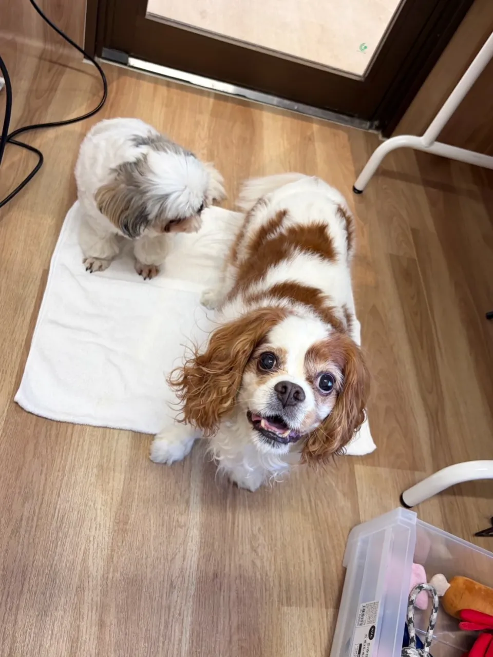 🍃10/2のトリミング🍃キャバリア🐶｜名東区・千種区・守山区...