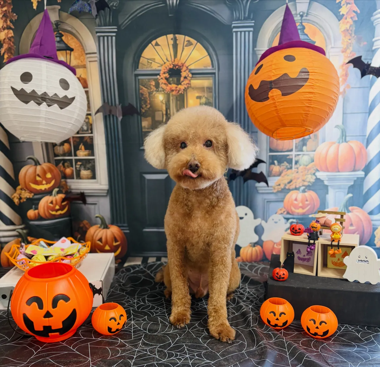 🍃10/3のトリミング🍃プードル🐶シュナウザー🐶｜名東区・千...