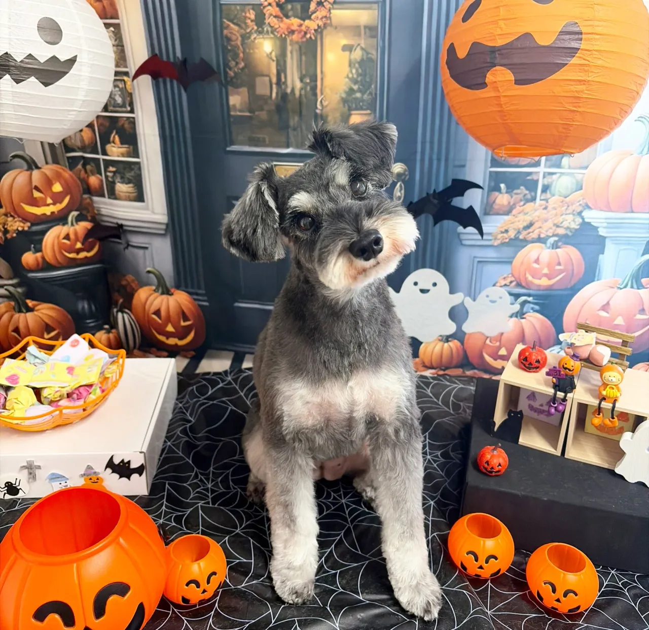 🍃10/3のトリミング🍃プードル🐶シュナウザー🐶｜名東区・千...