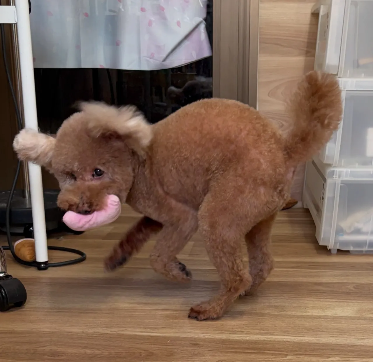 🍃10/3のトリミング🍃プードル🐶シュナウザー🐶｜名東区・千...