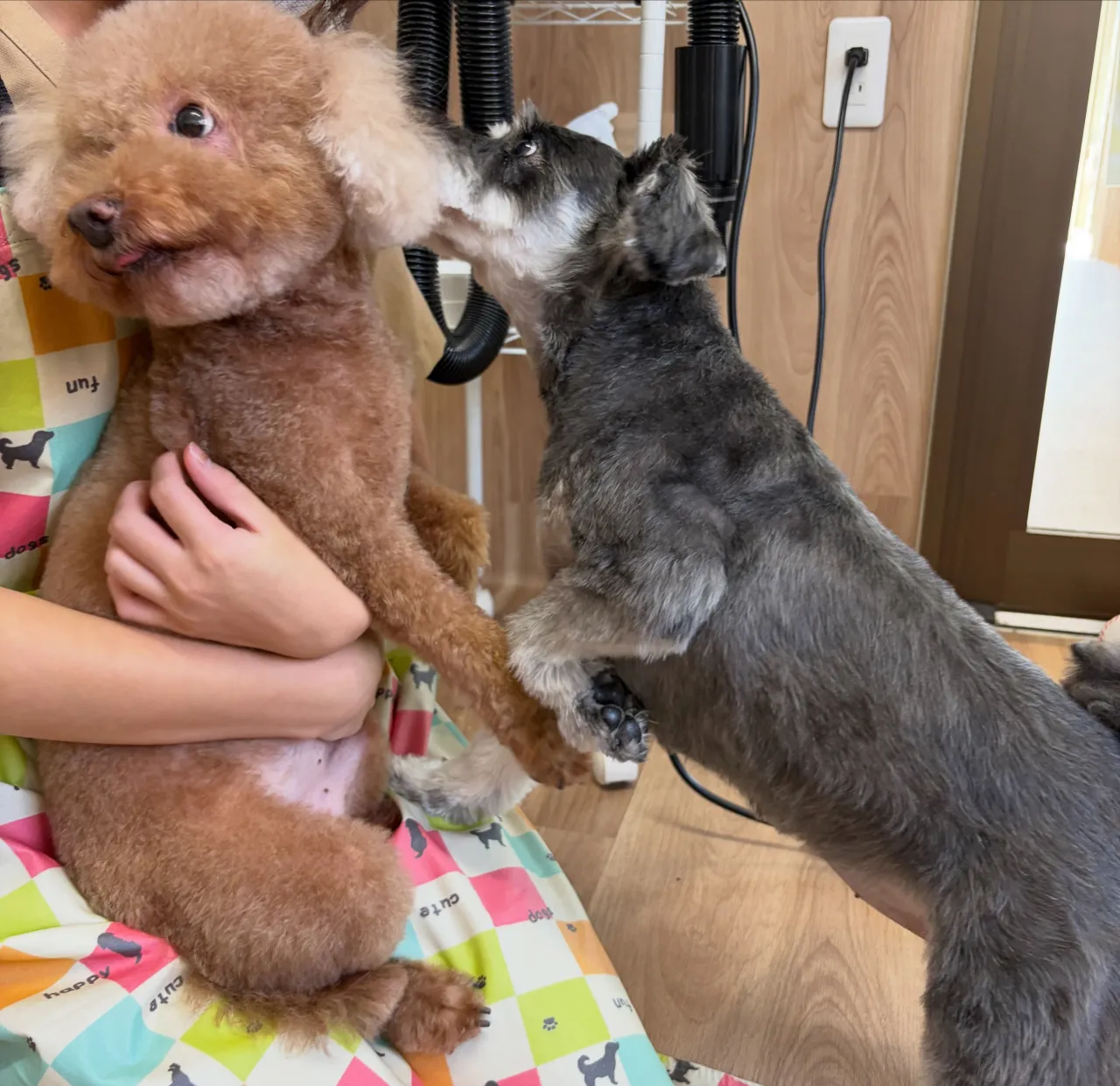 🍃10/3のトリミング🍃プードル🐶シュナウザー🐶｜名東区・千...