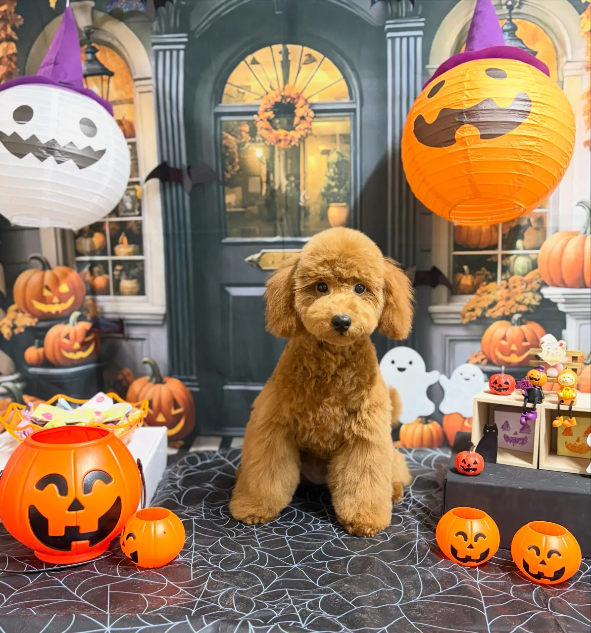🍃10/3のトリミング🍃プードル🐶｜名東区・千種区・守山区の...