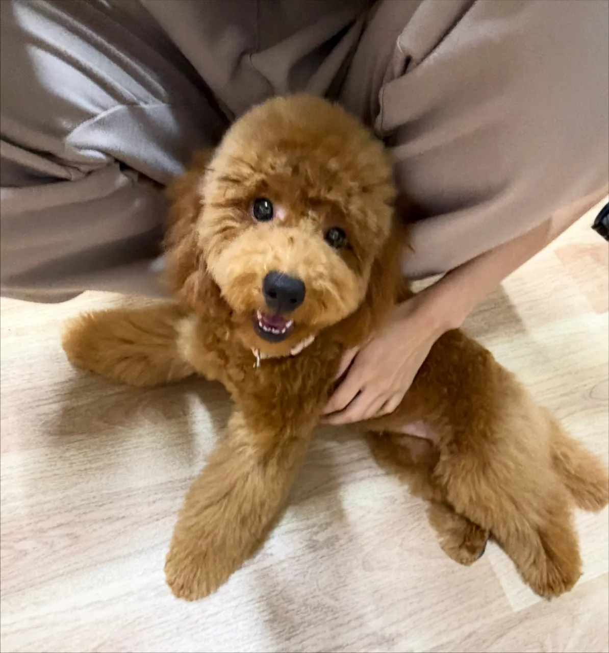 🍃10/3のトリミング🍃プードル🐶｜名東区・千種区・守山区の...