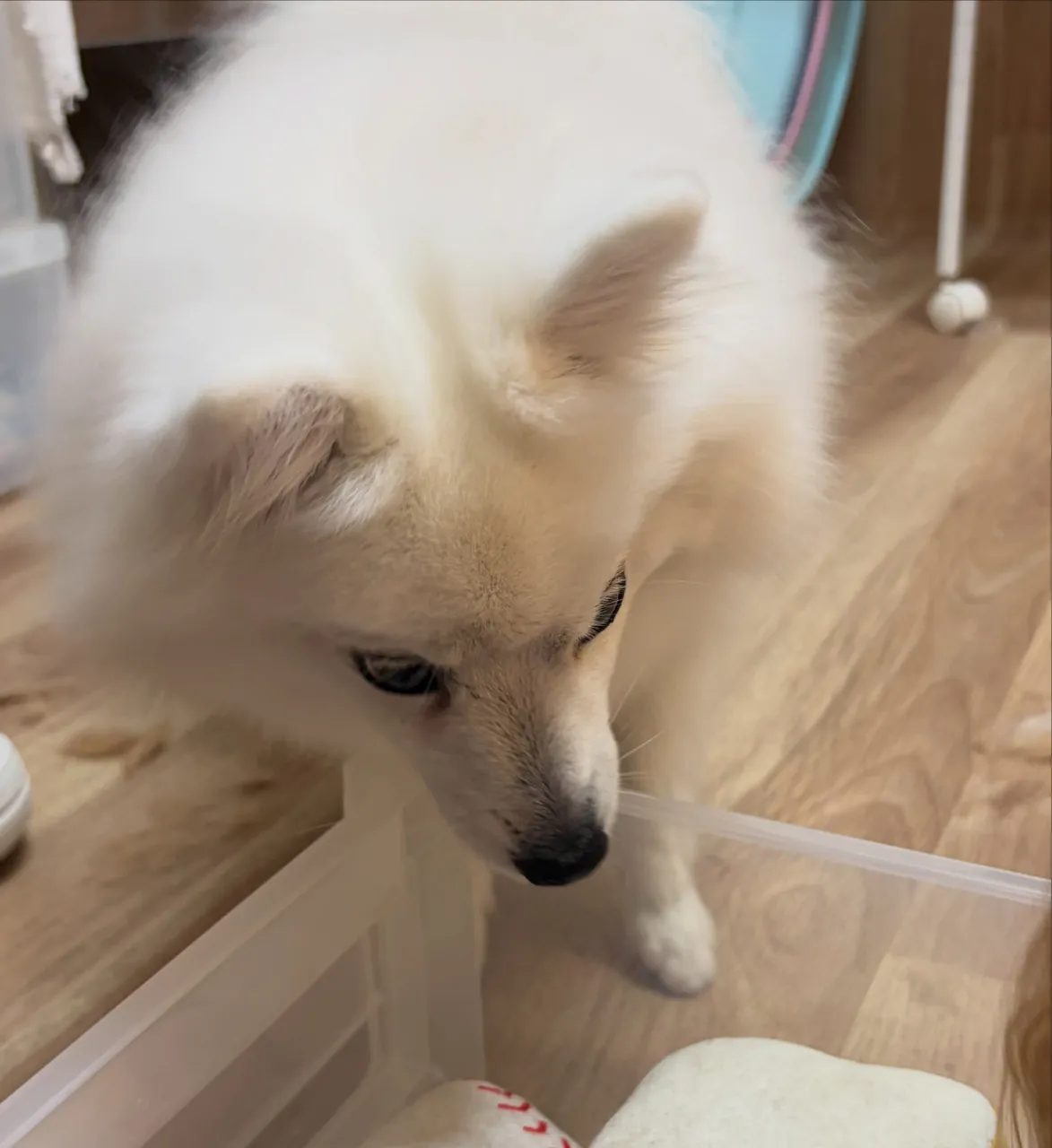 🍃10/4のトリミング🍃スピッツ🐶｜名東区・千種区・守山区の...