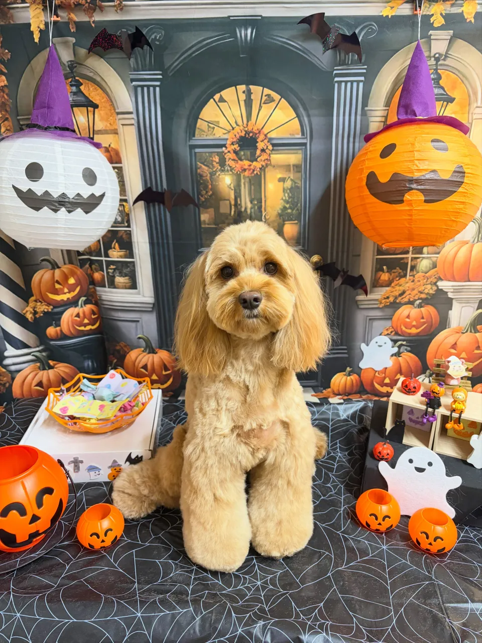 🍃10/4のトリミング🍃ミックス犬🐶|名東区・千種区・守山区...