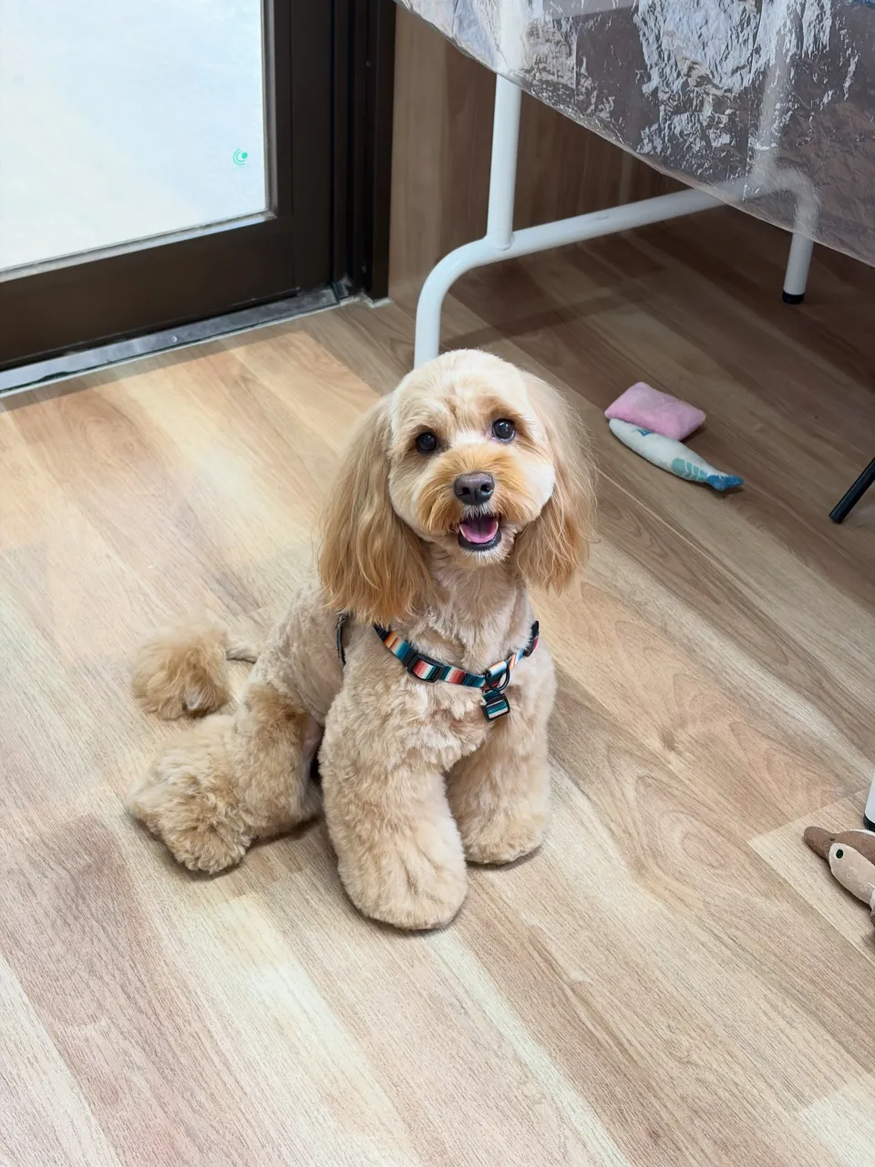 🍃10/4のトリミング🍃ミックス犬🐶|名東区・千種区・守山区...