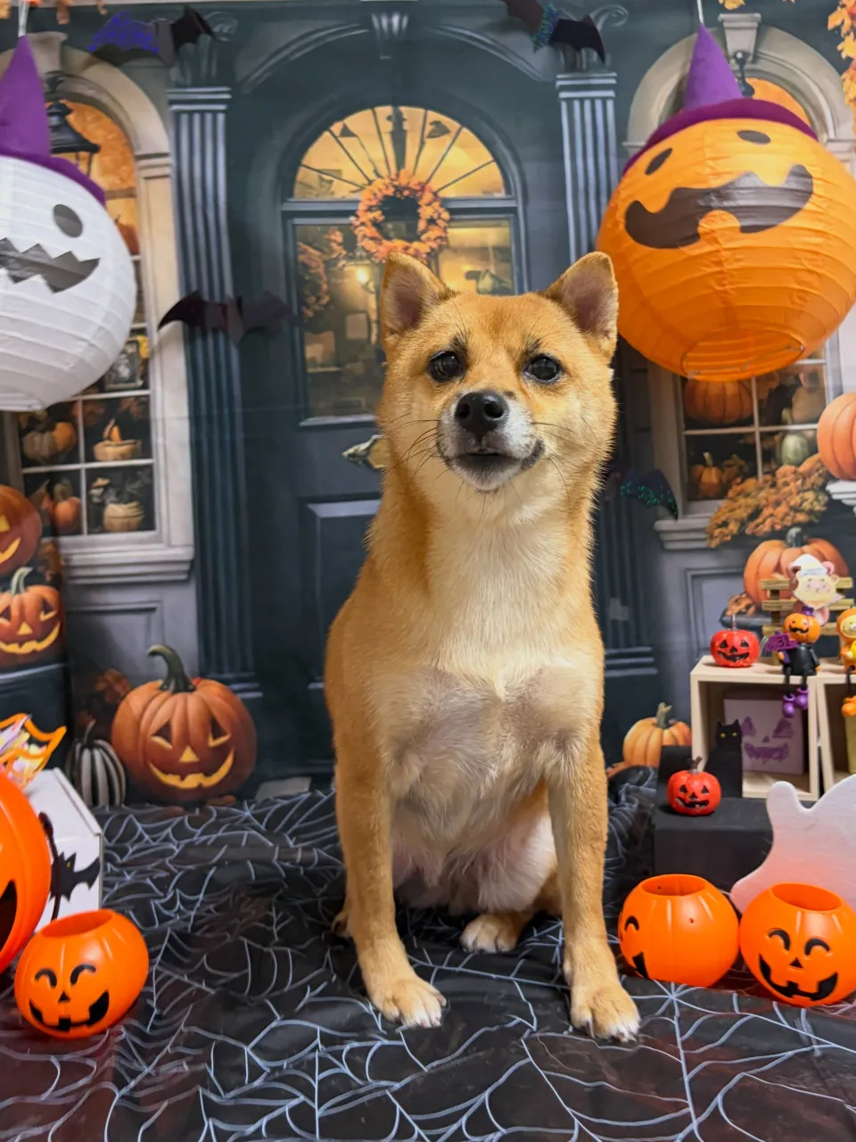 🍃10/5のトリミング🍃柴犬🐶｜名東区・千種区・守山区の動物...