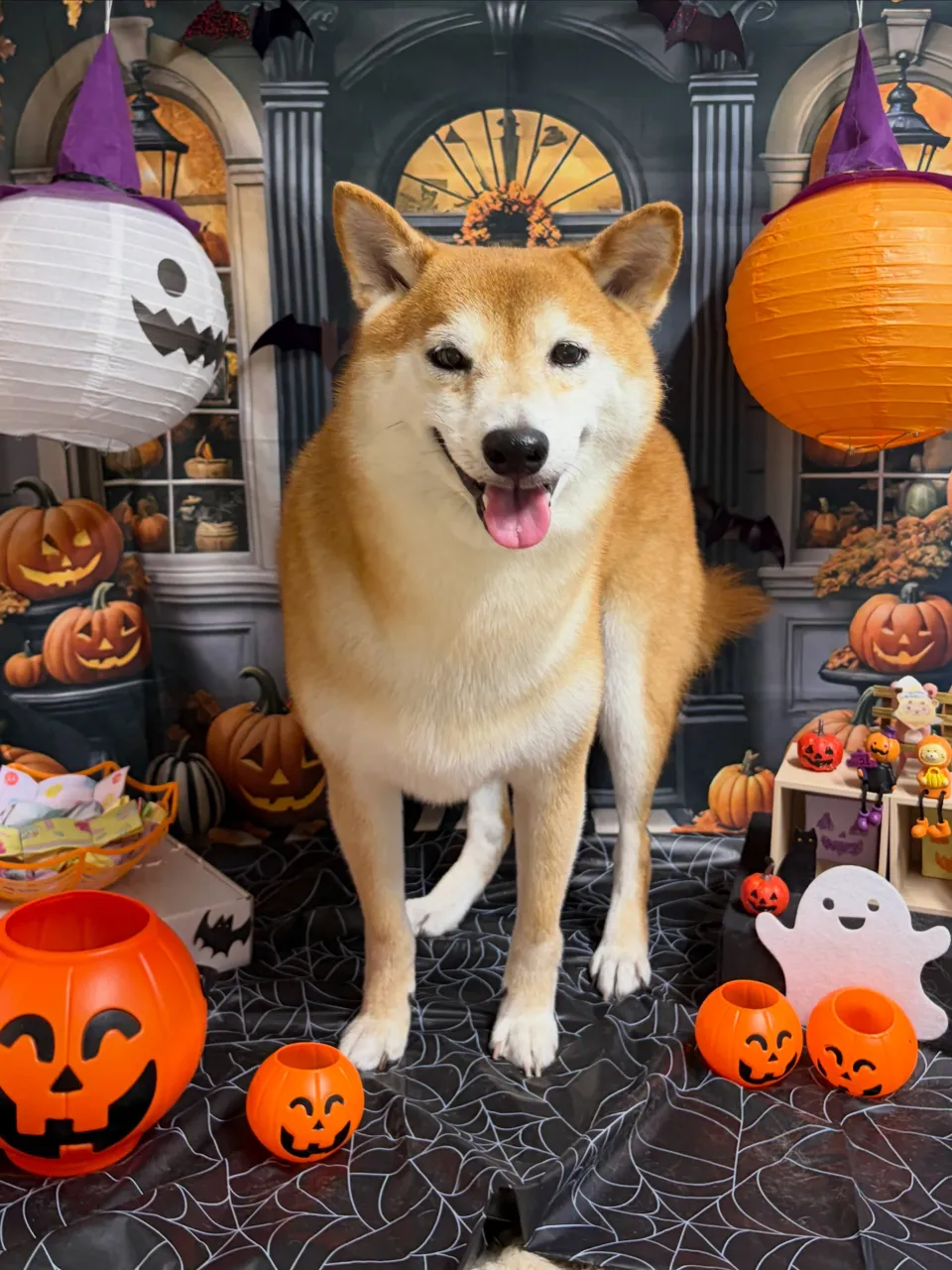 🍃10/5のトリミング🍃柴犬🐶｜名東区・千種区・守山区の動物...