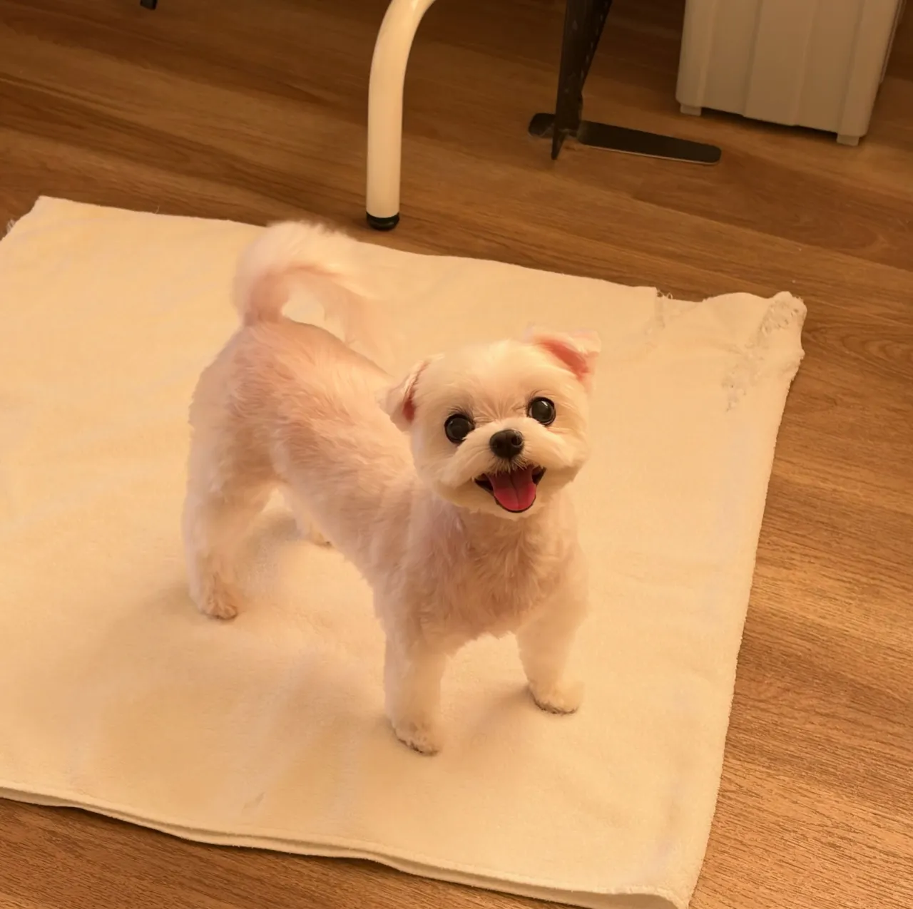 🍃10/6のトリミング🍃マルチーズ🐶｜名東区・千種区・守山区...