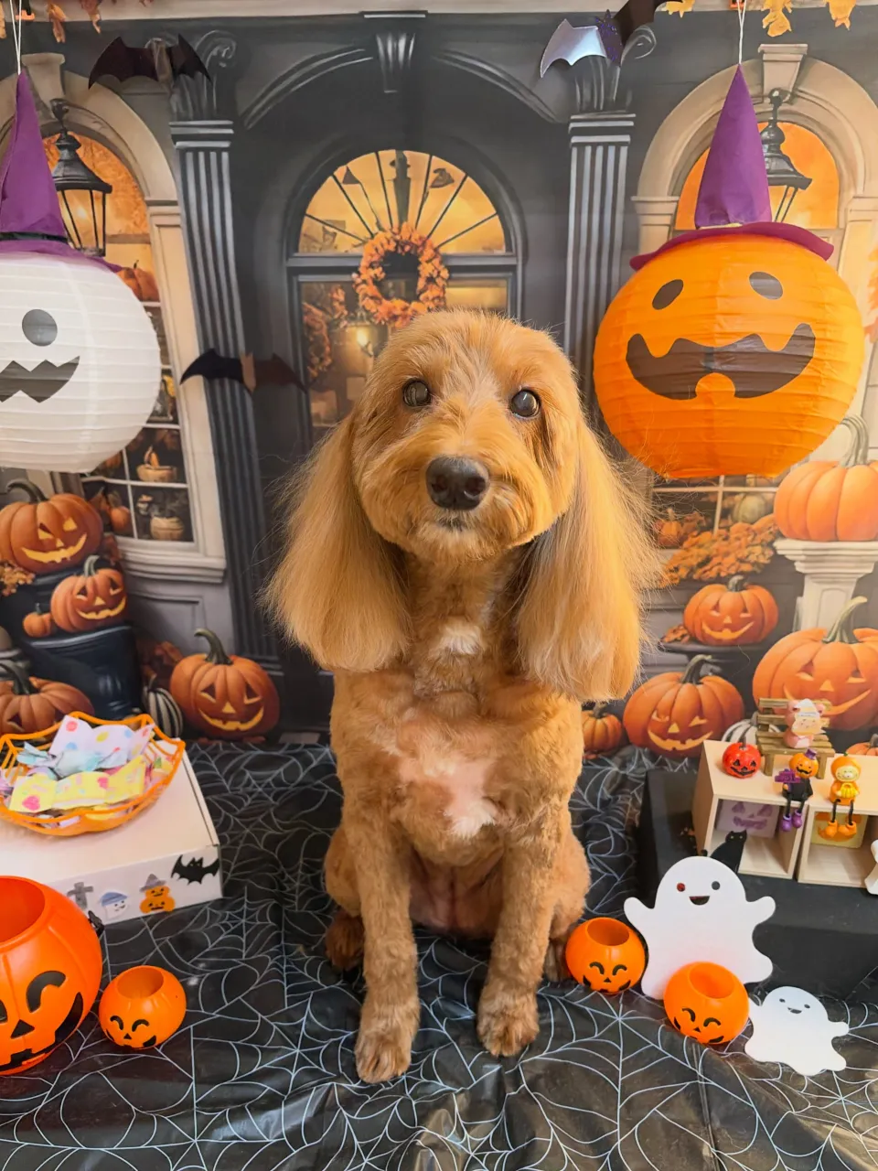 🍃10/7のトリミング🍃ドゥードゥル🐶｜名東区・千種区・守山...
