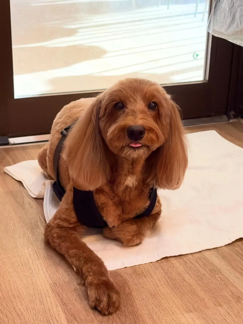 🍃10/7のトリミング🍃ドゥードゥル🐶|名東区・千種区・守山...