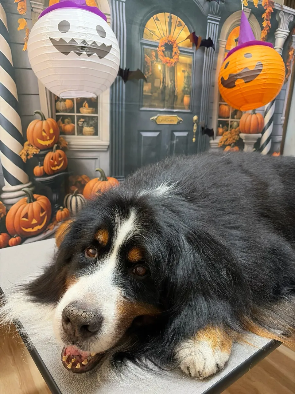 🍃10/9のトリミング🍃バーニーズマウンテンドッグ🐶|名東区...