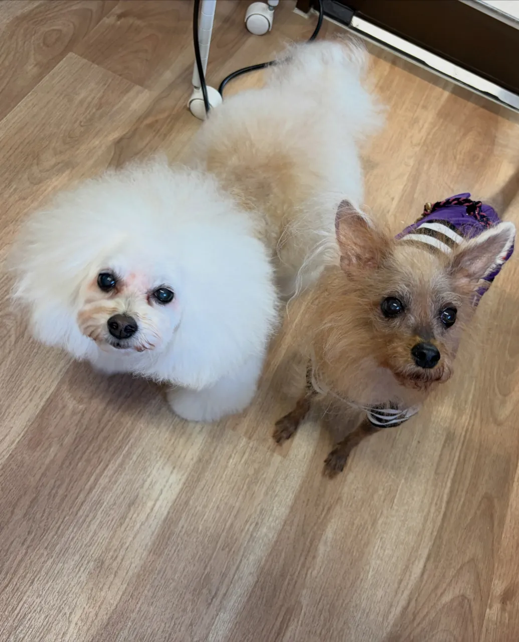 🍃10/9のトリミング🍃プードル🐶｜名東区・千種区・守山区の...