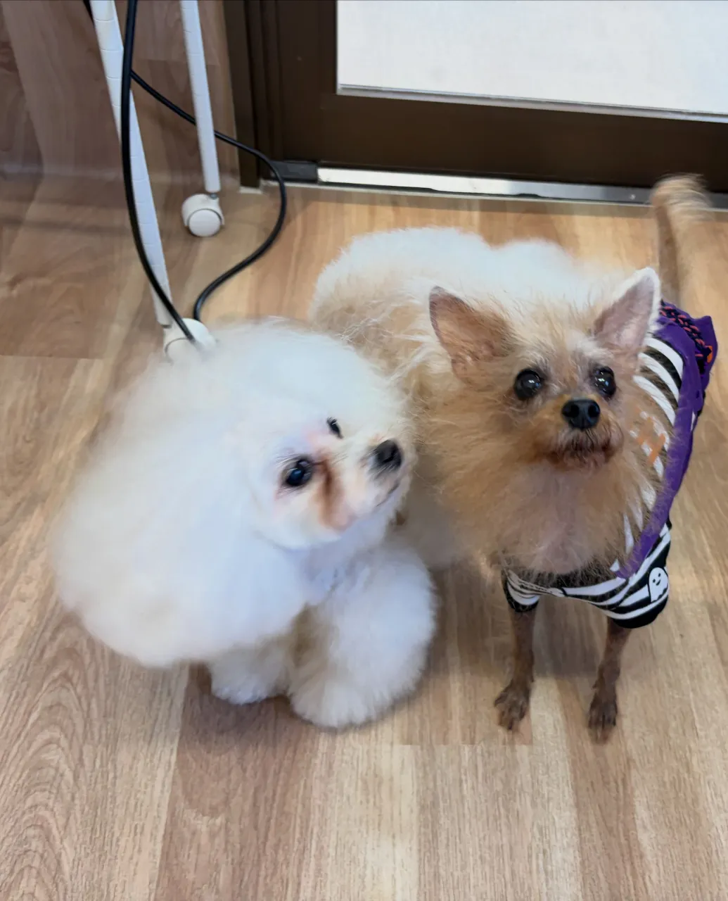 🍃10/9のトリミング🍃プードル🐶｜名東区・千種区・守山区の...