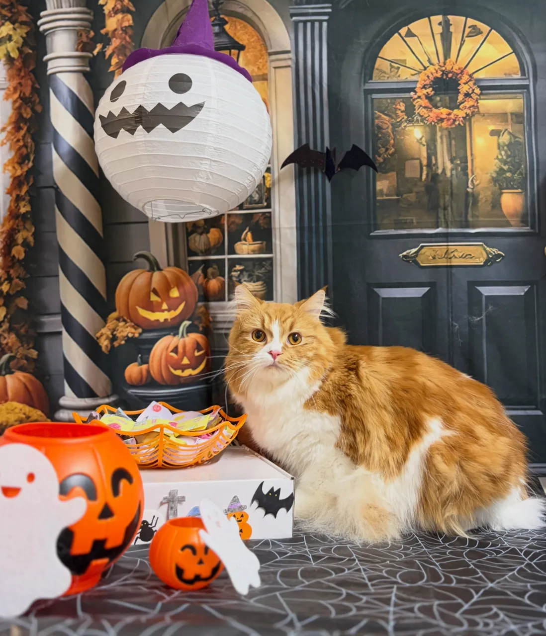 🍃10/9のトリミング🍃スコティッシュフォールド🐱｜名東区・...