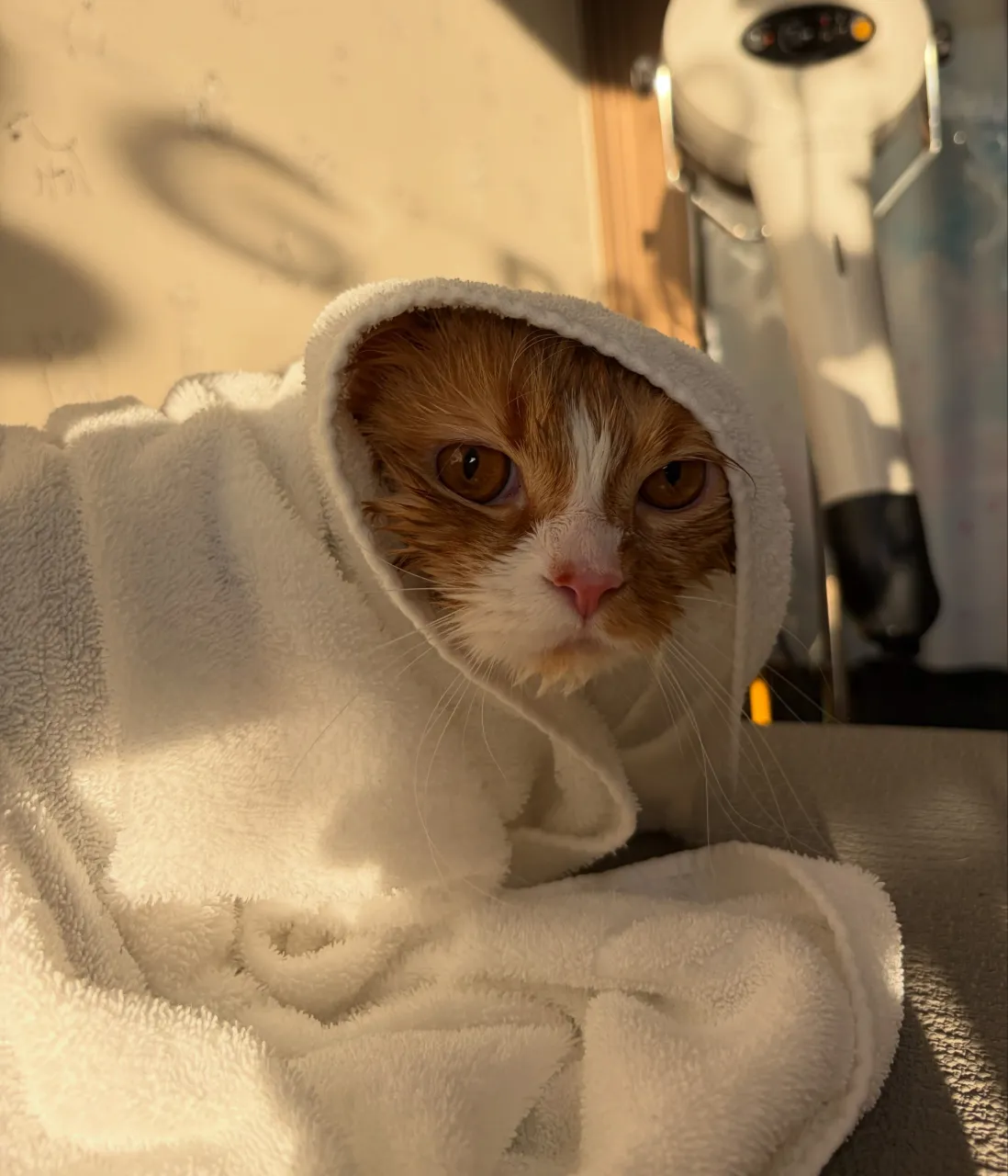 🍃10/9のトリミング🍃スコティッシュフォールド🐱｜名東区・...