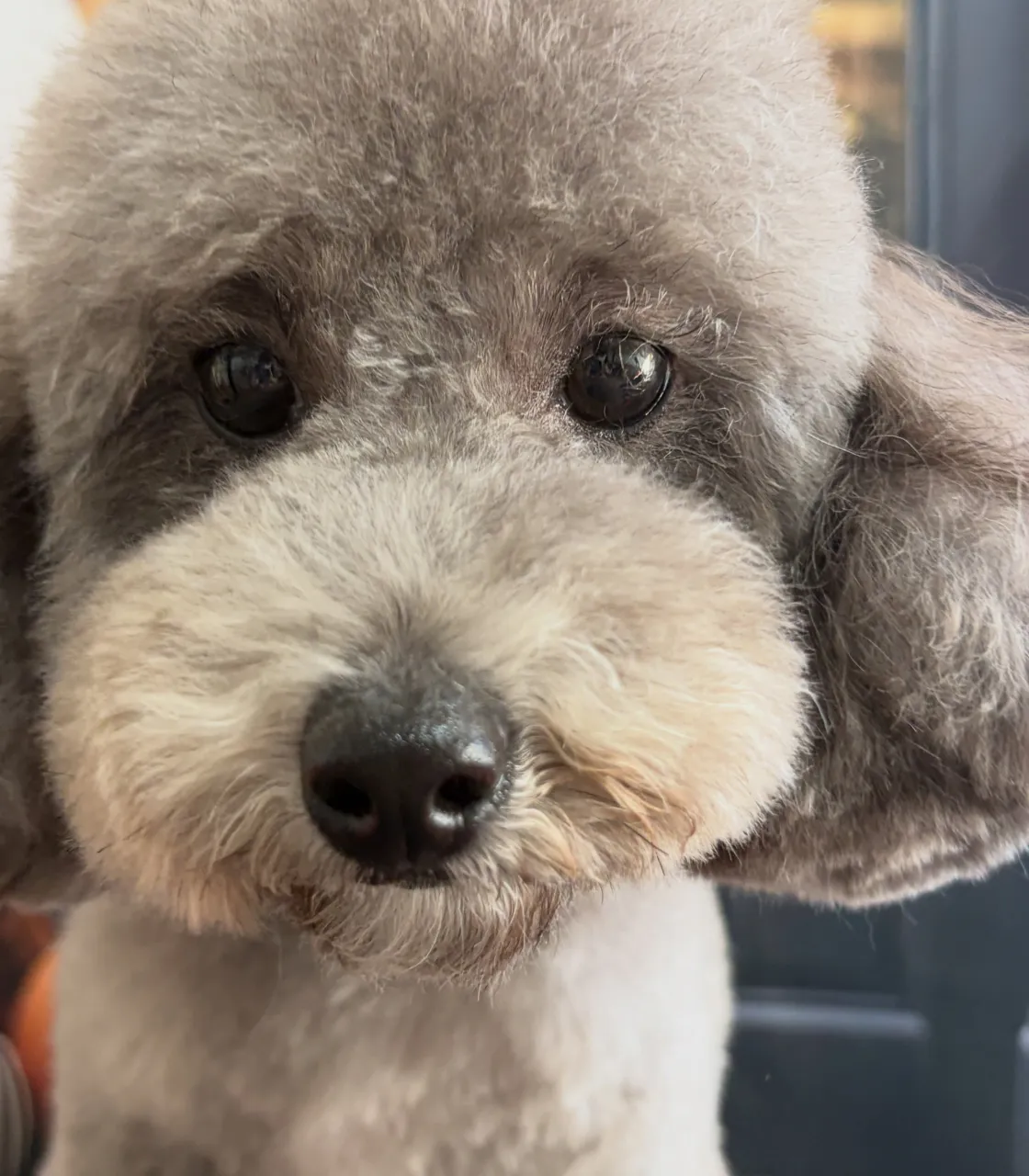 🍃10/10のトリミング🍃プードル🐶｜名東区・千種区・守山区...