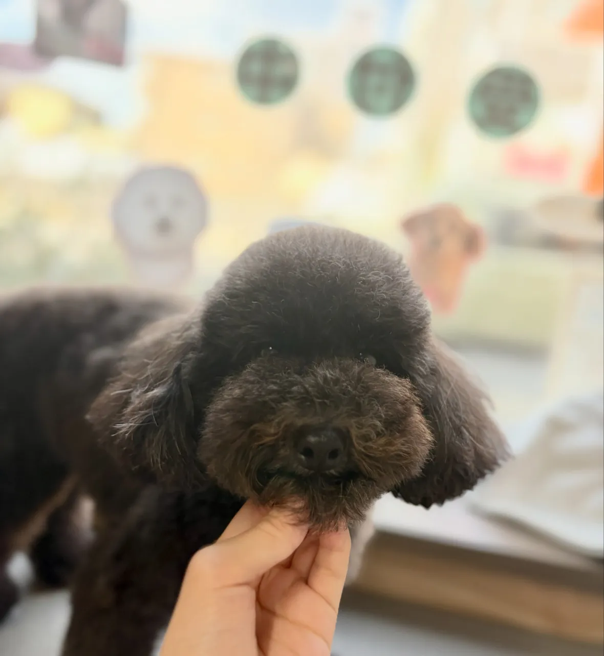 🍃10/10のトリミング🍃プードル🐶｜名東区・千種区・守山区...