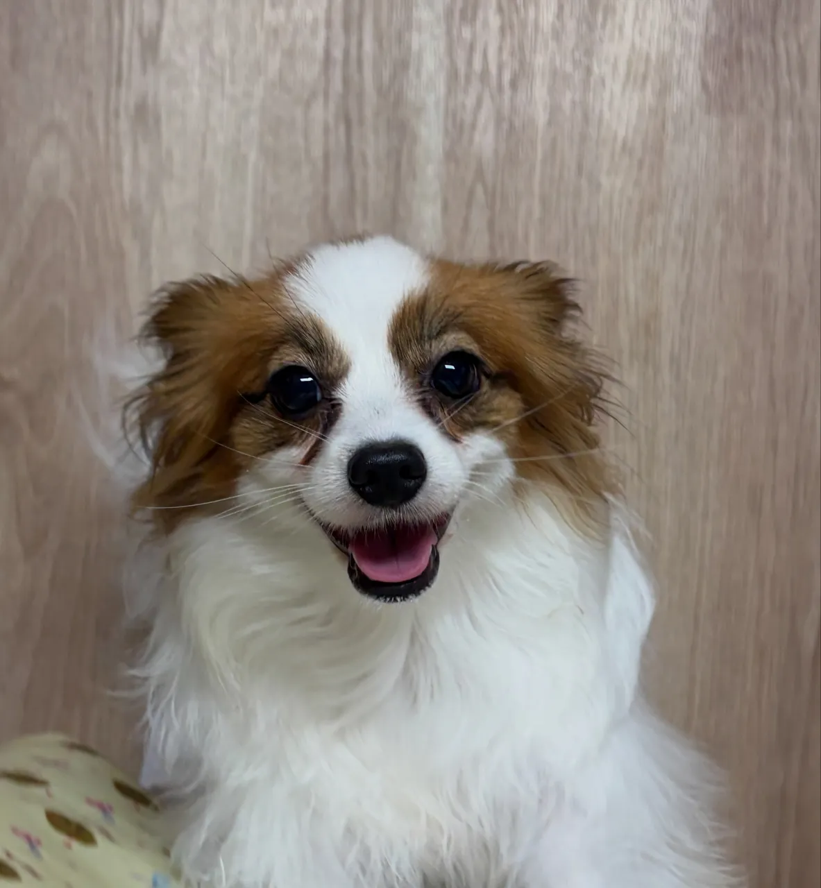 🍃10/11のトリミング🍃パピヨン🐶｜名東区・千種区・守山区...