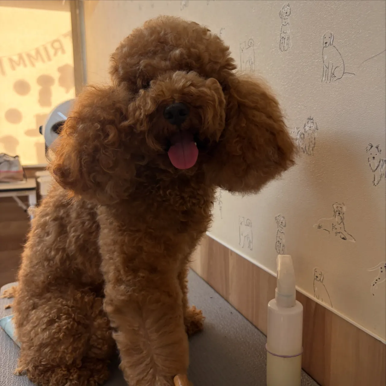 🍃10/11のトリミング🍃プードル🐶｜名東区・千種区・守山区...