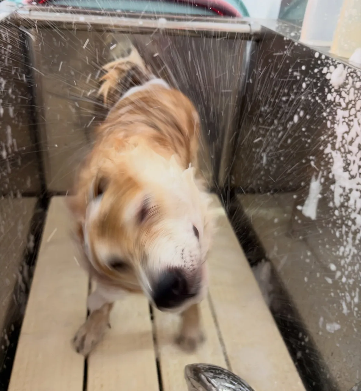 🍃10/12のトリミング🍃柴犬🐶｜名東区・千種区・守山区の動...