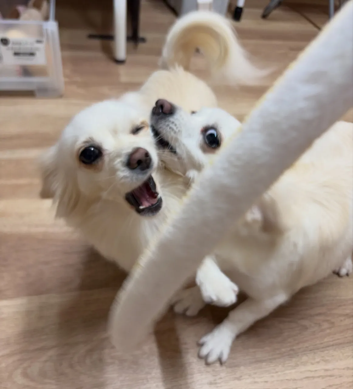 🍃10/13のトリミング🍃ミックス犬🐶｜名東区・千種区・守山...