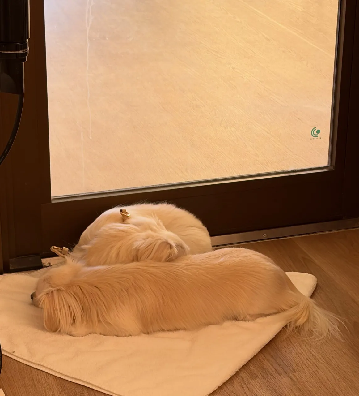 🍃10/13のトリミング🍃ミックス犬🐶｜名東区・千種区・守山...