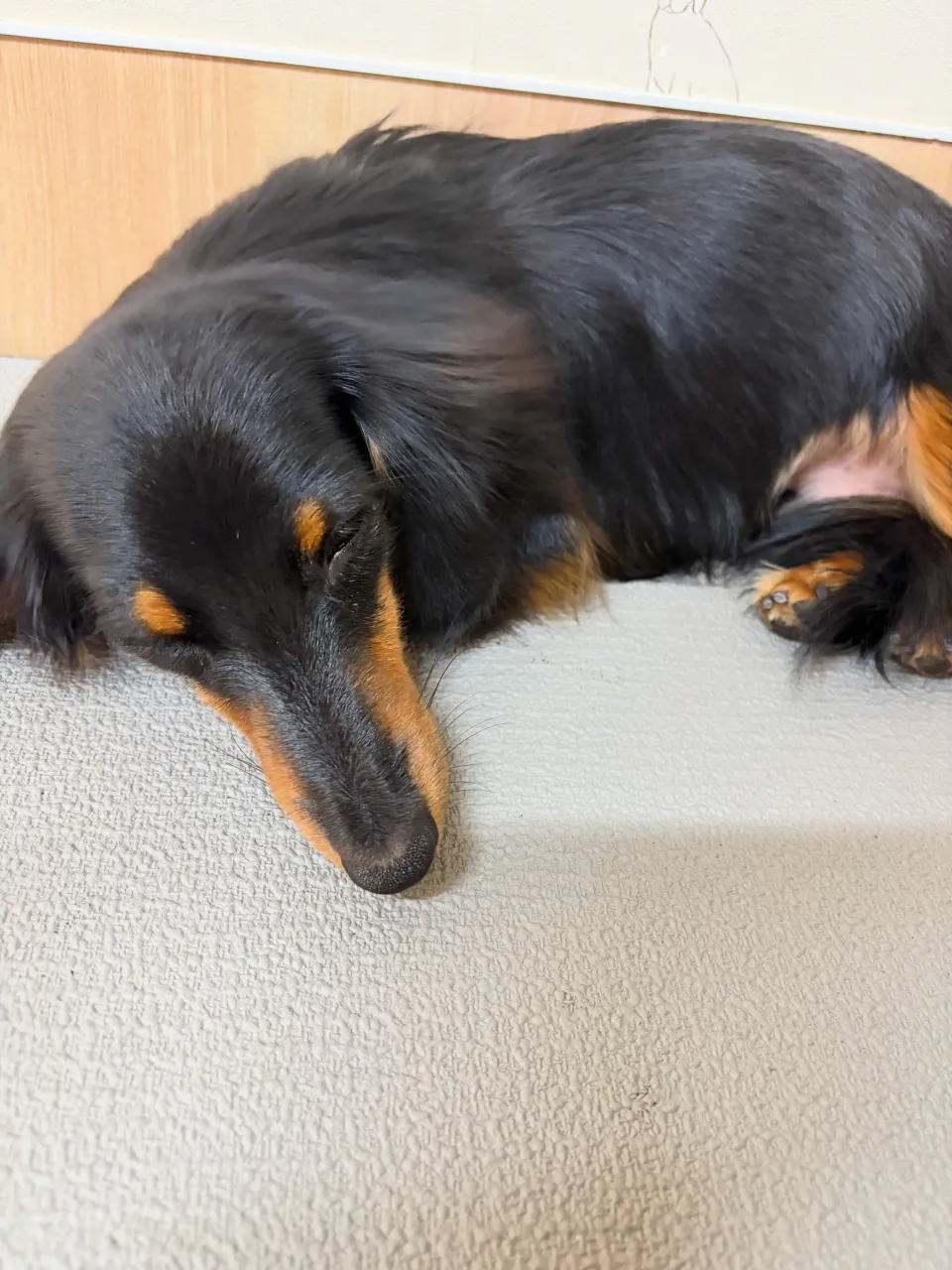 🍃10/14のトリミング🍃ダックス🐶|名東区・千種区・守山区...