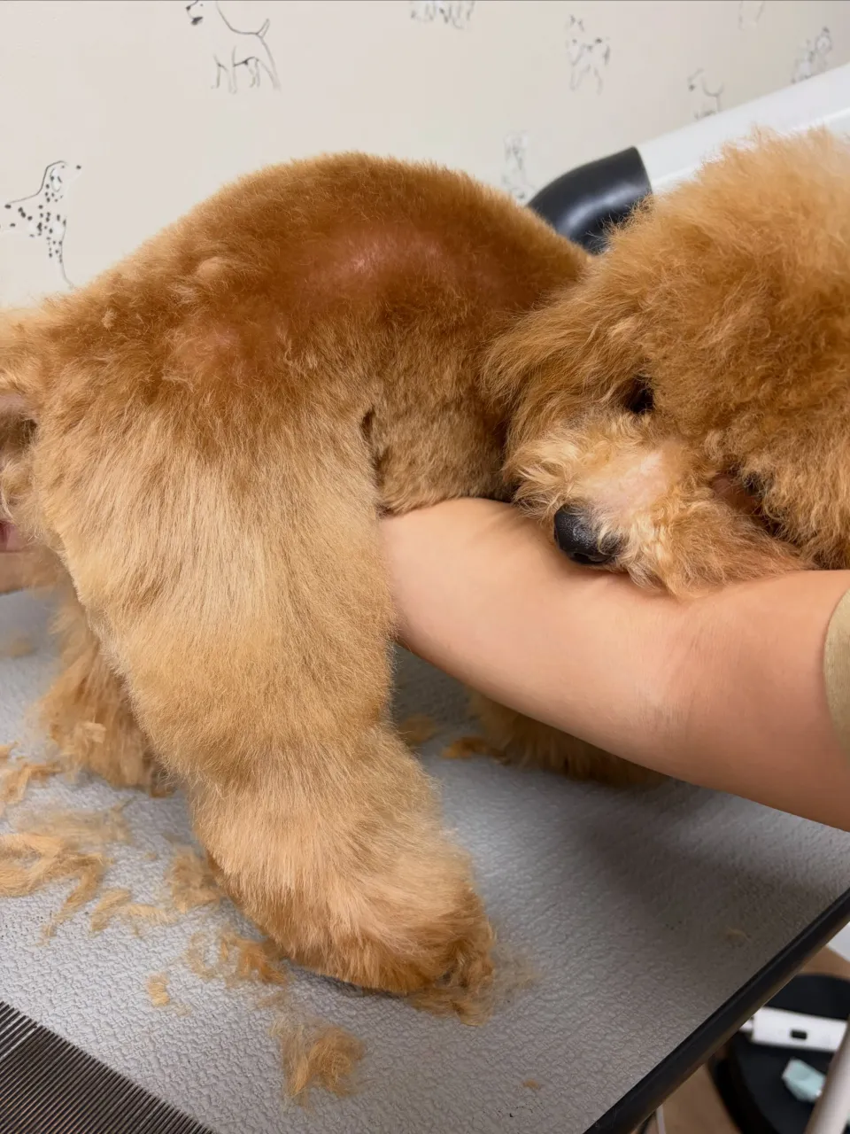 🍃10/14のトリミング🍃プードル🐶|名東区・千種区・守山区...