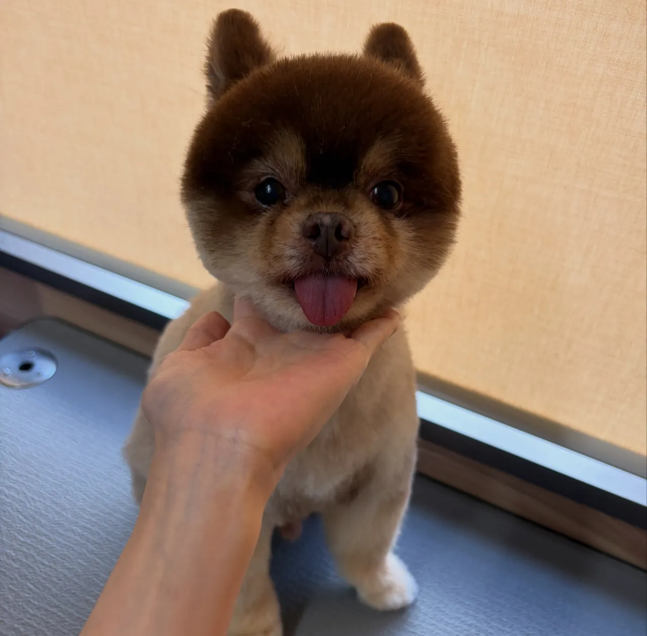 🍃10/14のトリミング🍃ポメラニアン🐶｜名東区・千種区・守...
