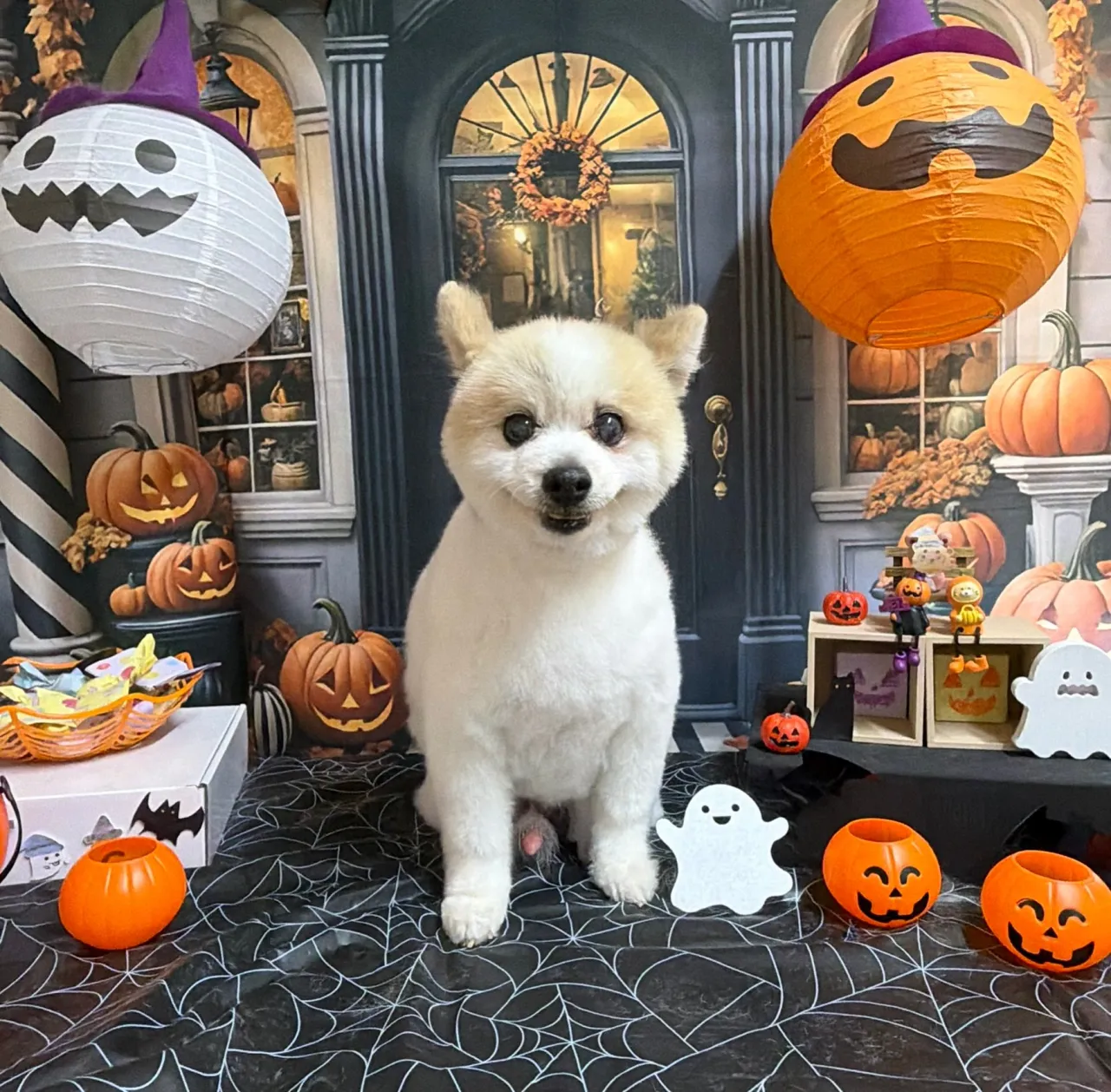 🍃10/14のトリミング🍃ポメラニアン🐶｜名東区・千種区・守...