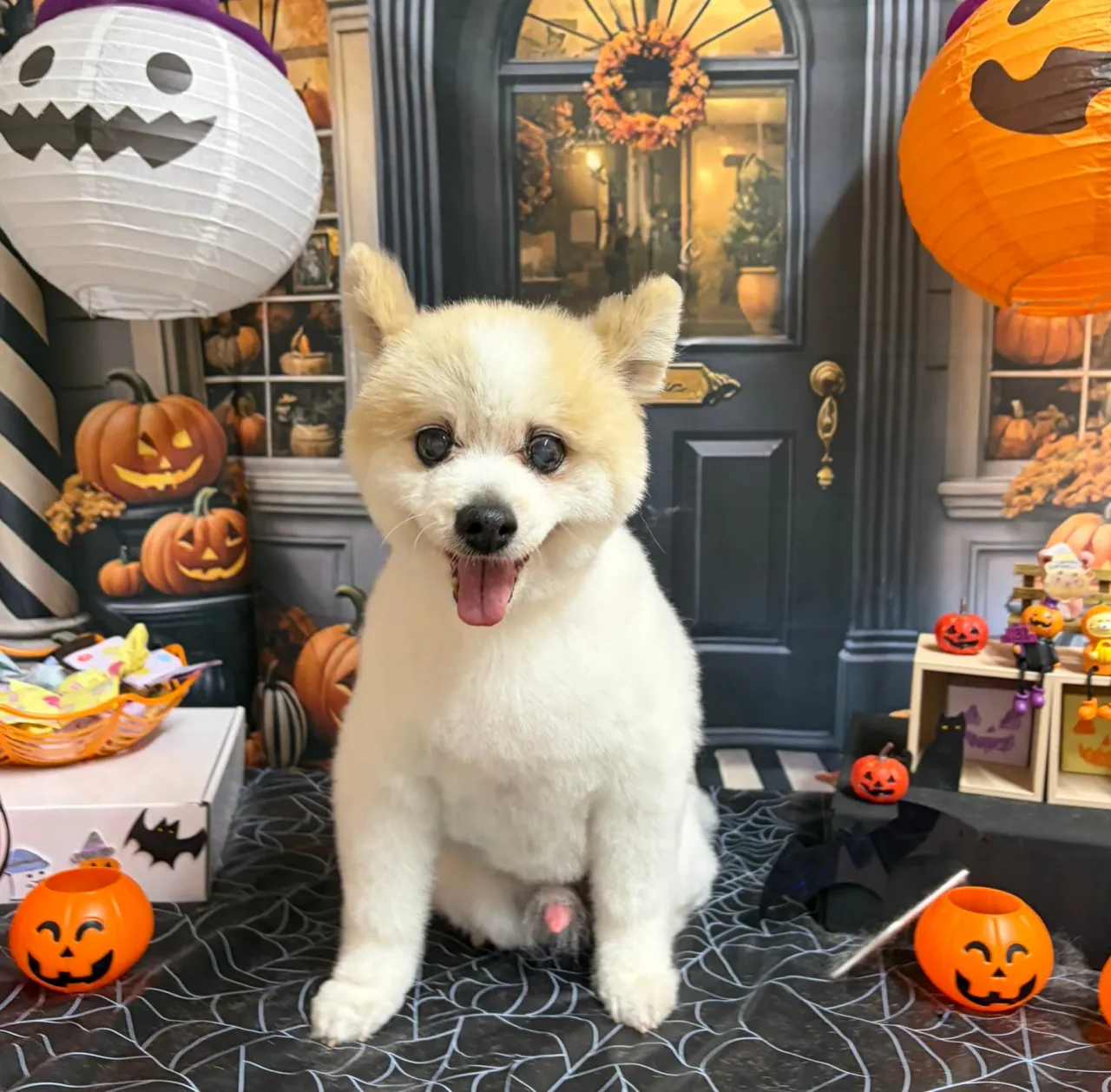 🍃10/14のトリミング🍃ポメラニアン🐶｜名東区・千種区・守...