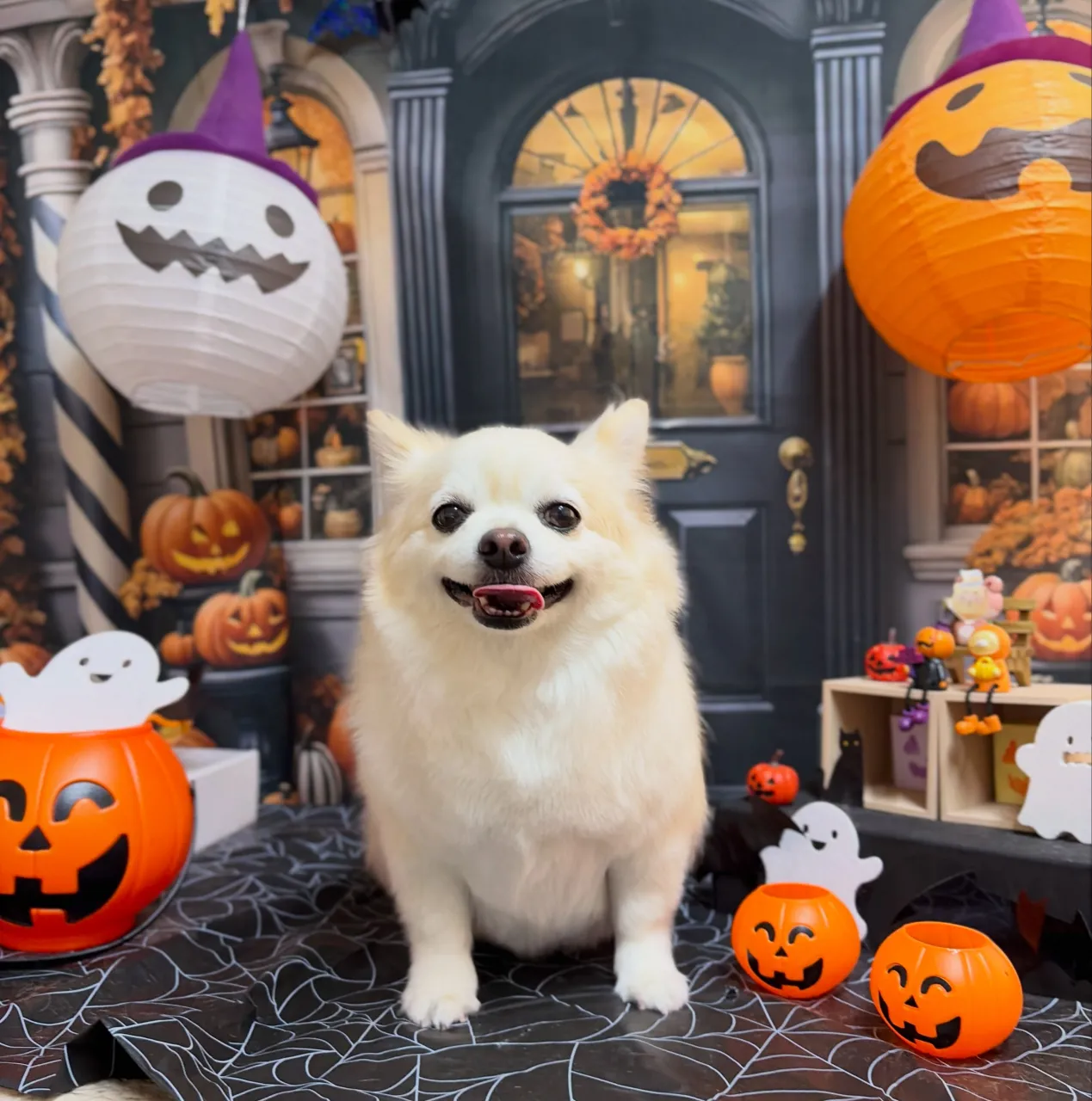 🍃10/16のトリミング🍃プードル🐶ミックス犬🐶チワワ🐶｜名...