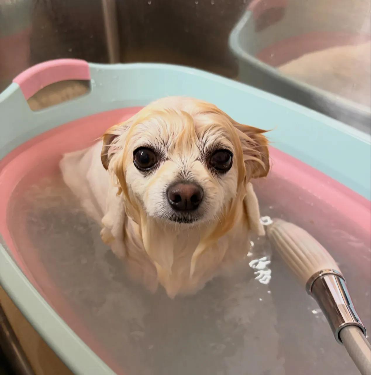 🍃10/16のトリミング🍃プードル🐶ミックス犬🐶チワワ🐶｜名...