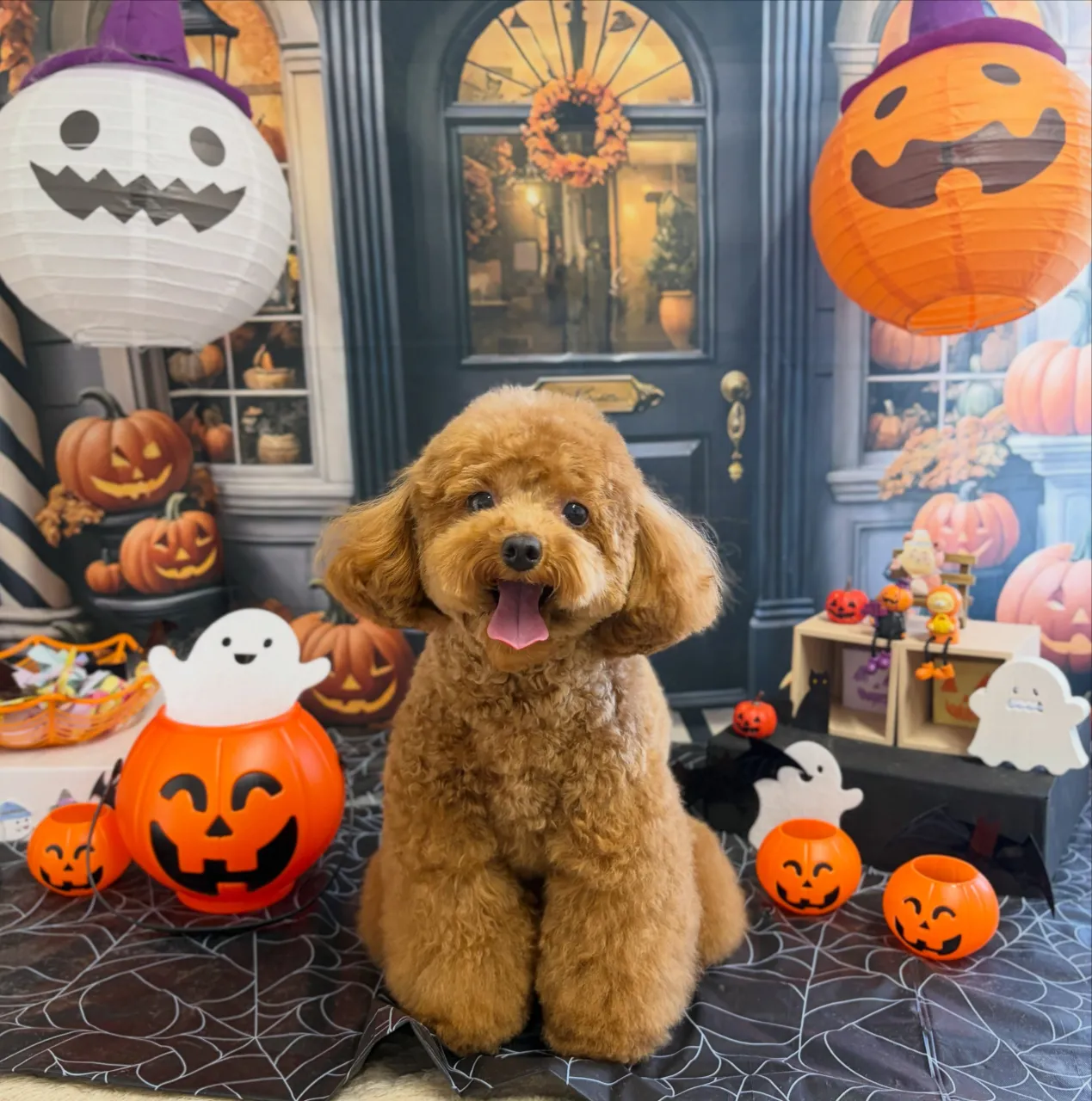🍃10/16のトリミング🍃プードル🐶ミックス犬🐶チワワ🐶｜名...