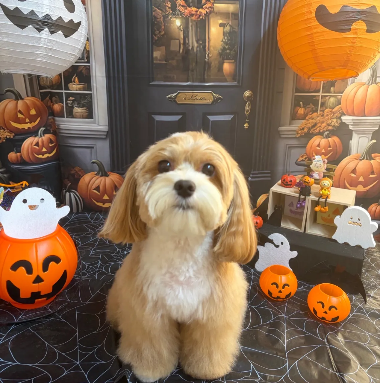 🍃10/16のトリミング🍃プードル🐶ミックス犬🐶チワワ🐶｜名...