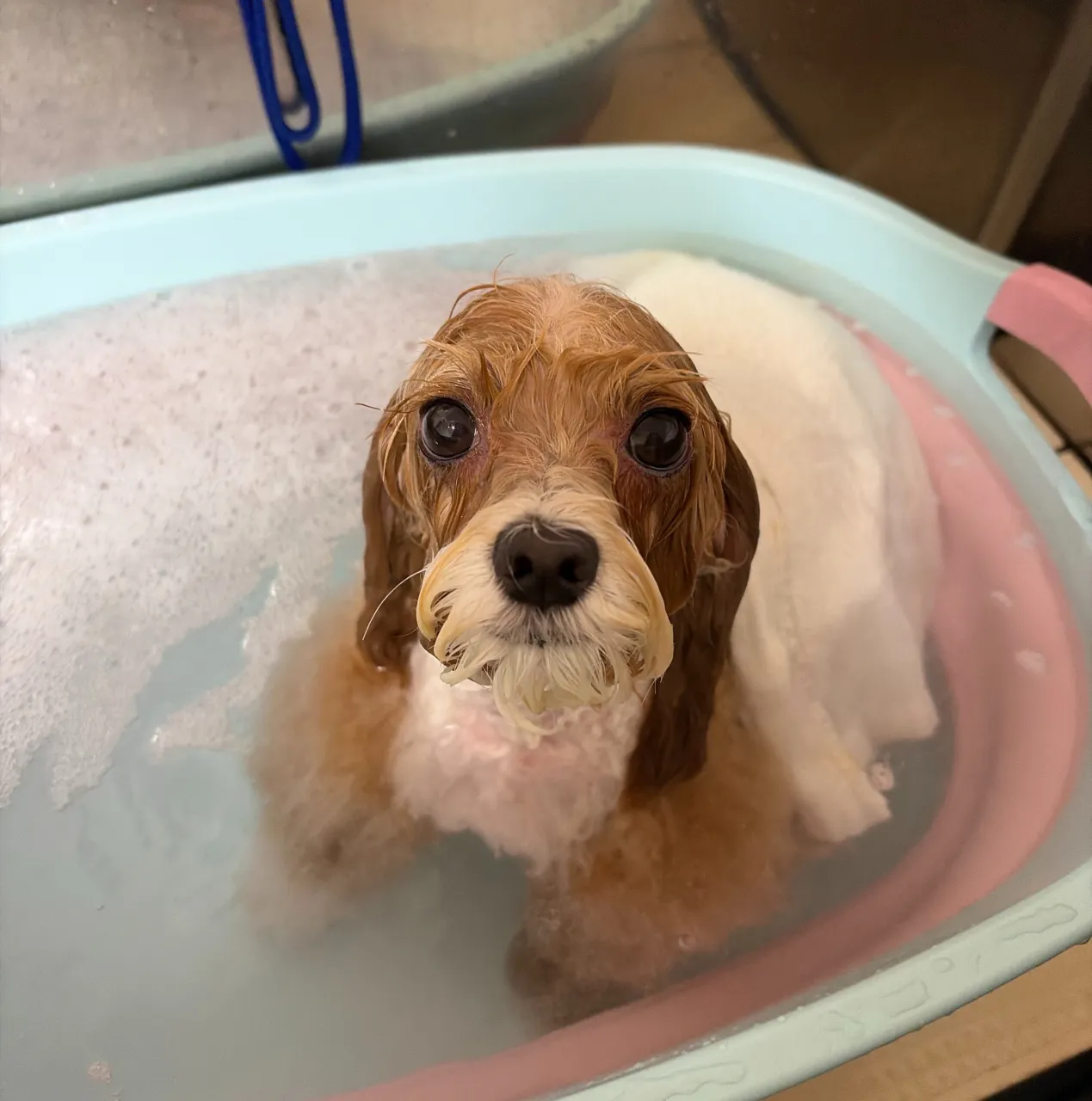 🍃10/16のトリミング🍃プードル🐶ミックス犬🐶チワワ🐶｜名...