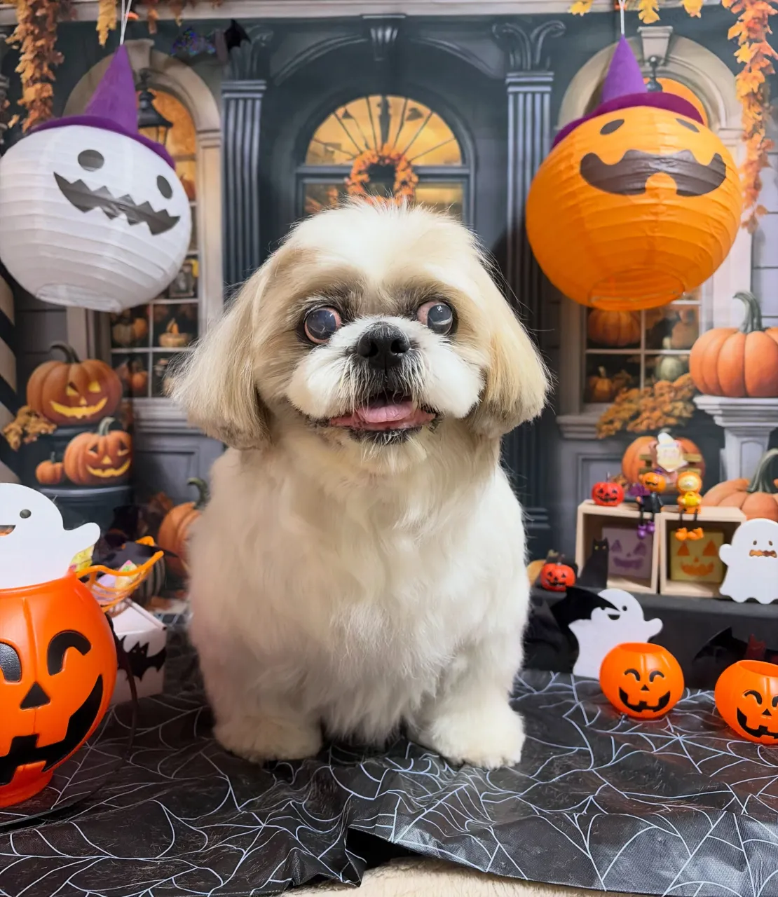 🍃10/16のトリミング🍃シーズー🐶|名東区・千種区・守山区...