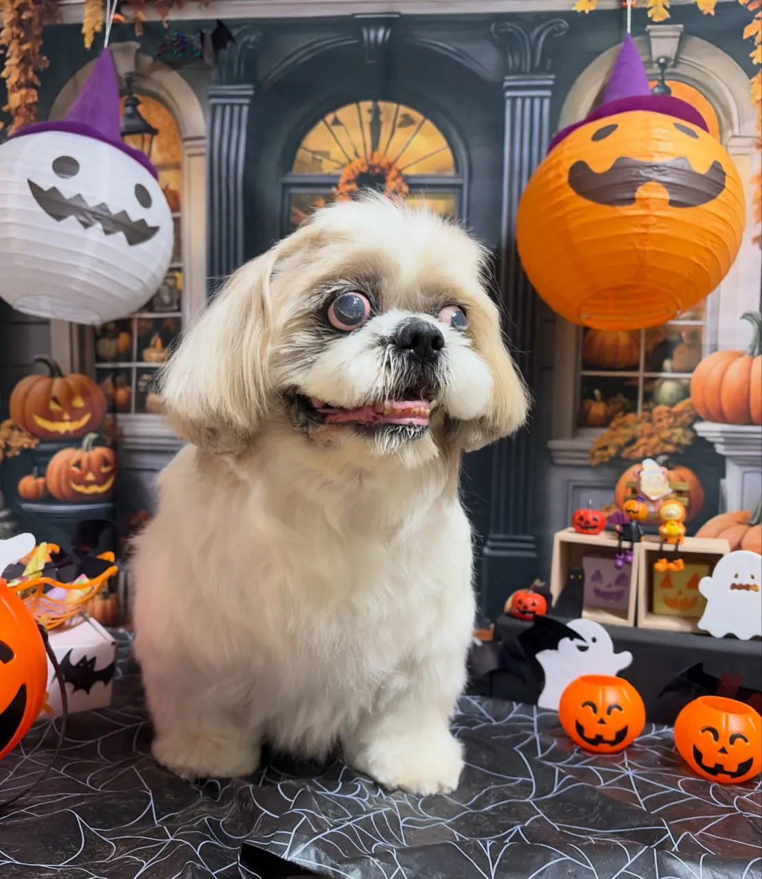 🍃10/16のトリミング🍃シーズー🐶|名東区・千種区・守山区...