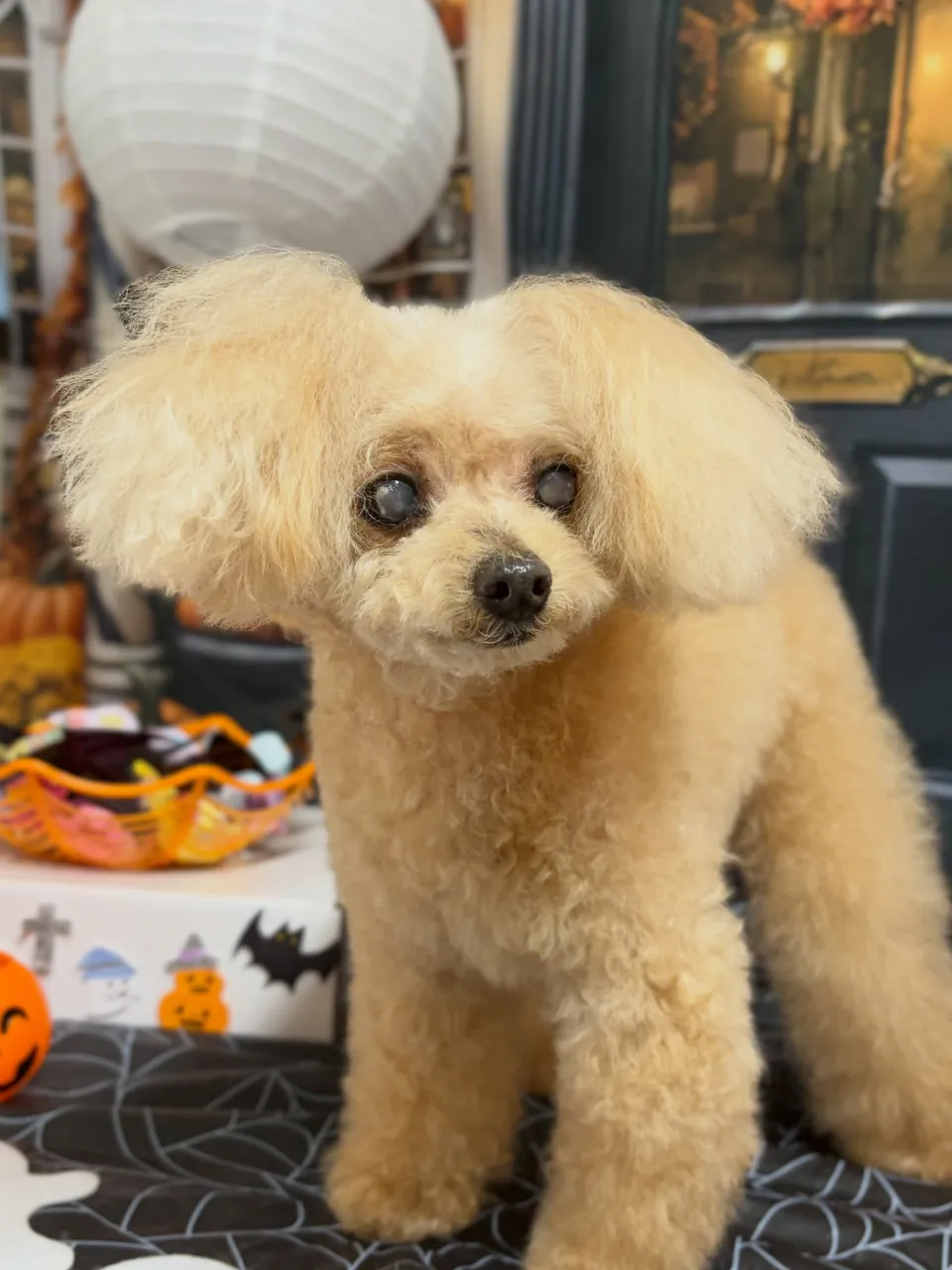 🍃10/18のトリミング🍃プードル🐶｜名東区・千種区・守山区...