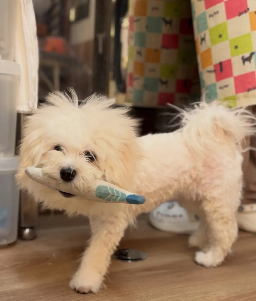 🍃10/18のトリミング🍃ミックス犬🐶|名東区・千種区・守山...