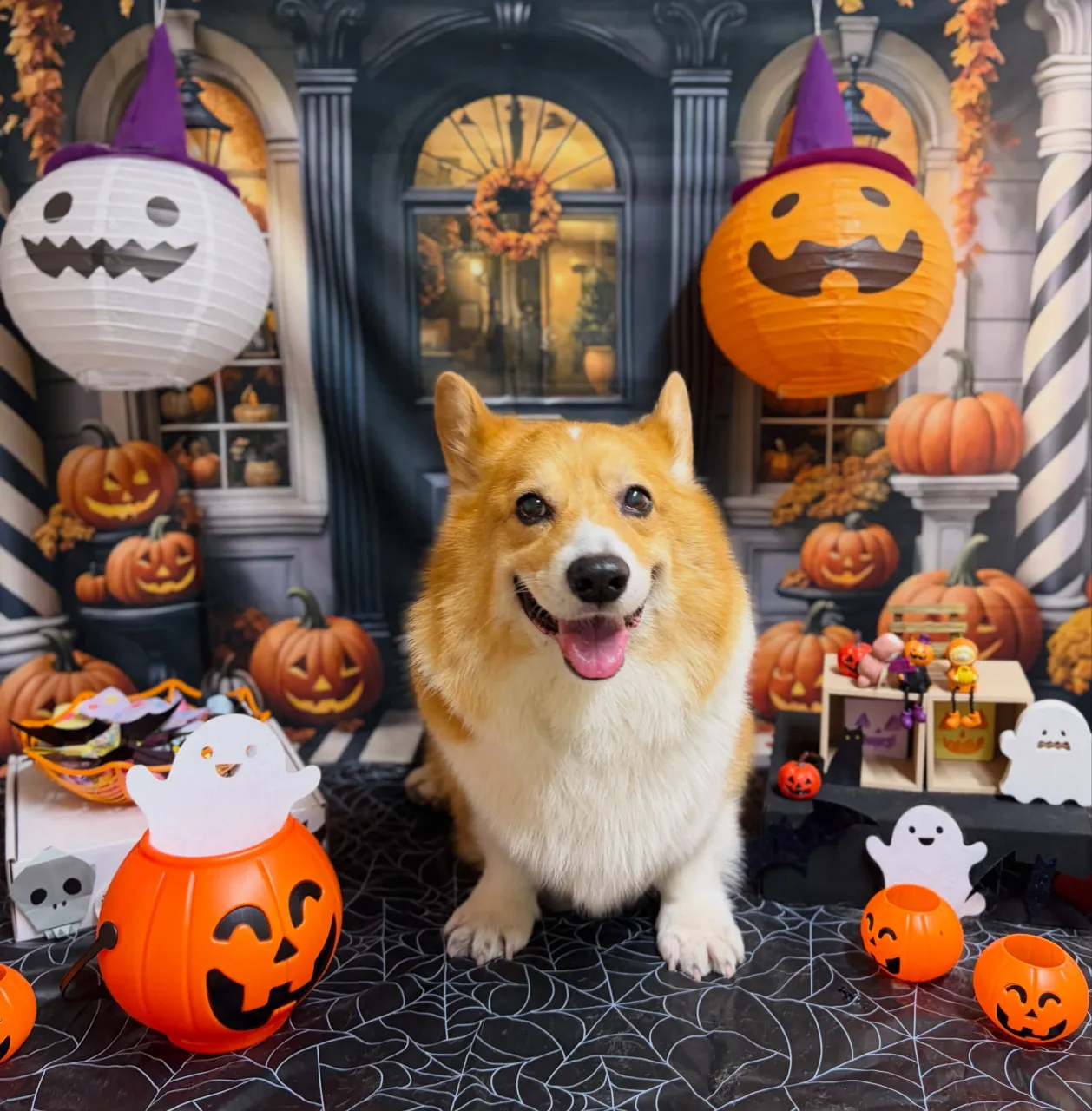 🍃10/18のトリミング🍃コーギー🐶|名東区・千種区・守山区...