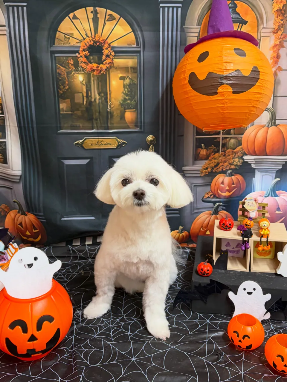 🍃10/18のトリミング🍃ミックス犬🐶|名東区・千種区・守山...
