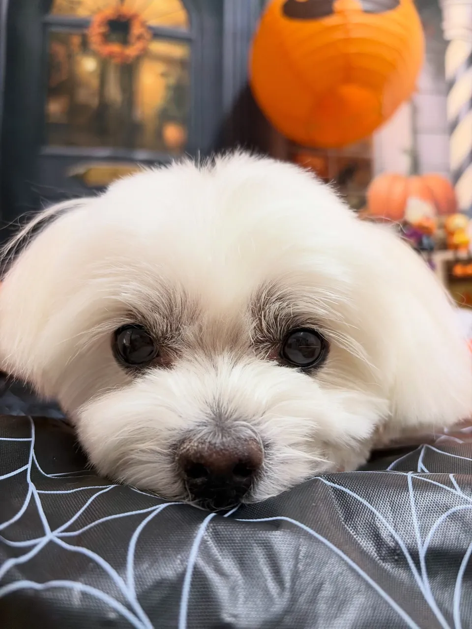 🍃10/18のトリミング🍃ミックス犬🐶｜名東区・千種区・守山...